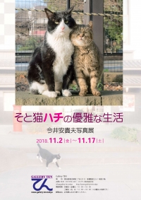 【お知らせ】「そと猫ハチの優雅な生活／今井安貴夫写真展」を開催いたします！